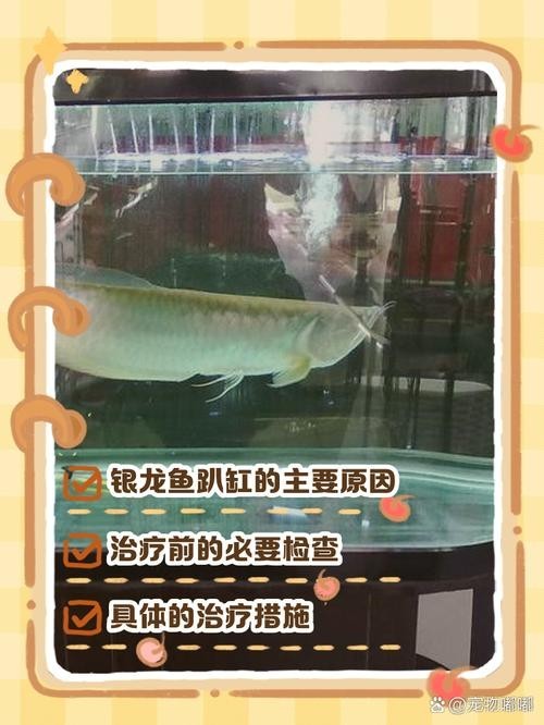 銀龍魚的養殖方法和注意事項視頻教學大全圖片 龍魚百科 第37張 銀龍魚的養殖方法和注意事項視頻教學大全圖片 銀龍魚的養殖方法和注意事項視頻教學大全圖片 龍魚百科 第37張