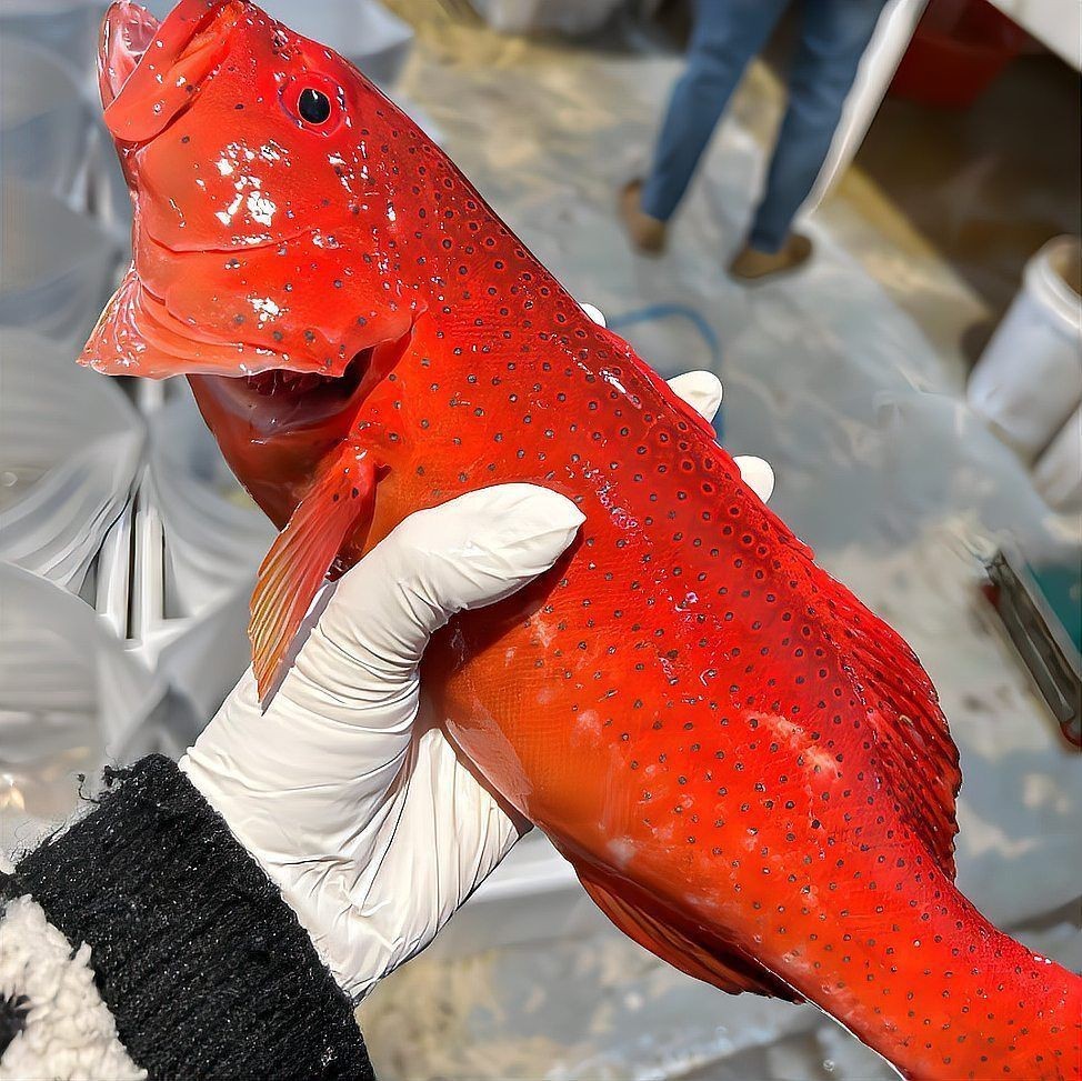 紅斑魚多少錢一斤
