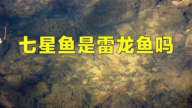 七星魚和雷龍魚的區別是什么？