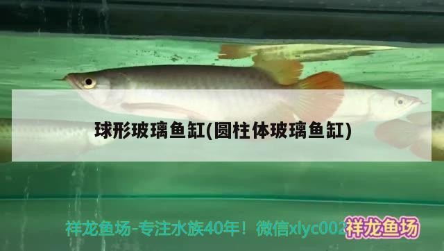 凈月高新技術(shù)產(chǎn)業(yè)開發(fā)區(qū)楓林水景魚具店