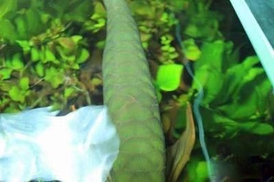 龍魚下橄欖葉狀態不好（龍魚下橄欖葉狀態不佳怎么辦）