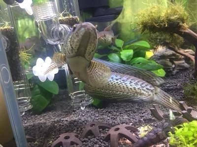 龍魚下橄欖葉狀態不好（龍魚下橄欖葉狀態不佳怎么辦）
