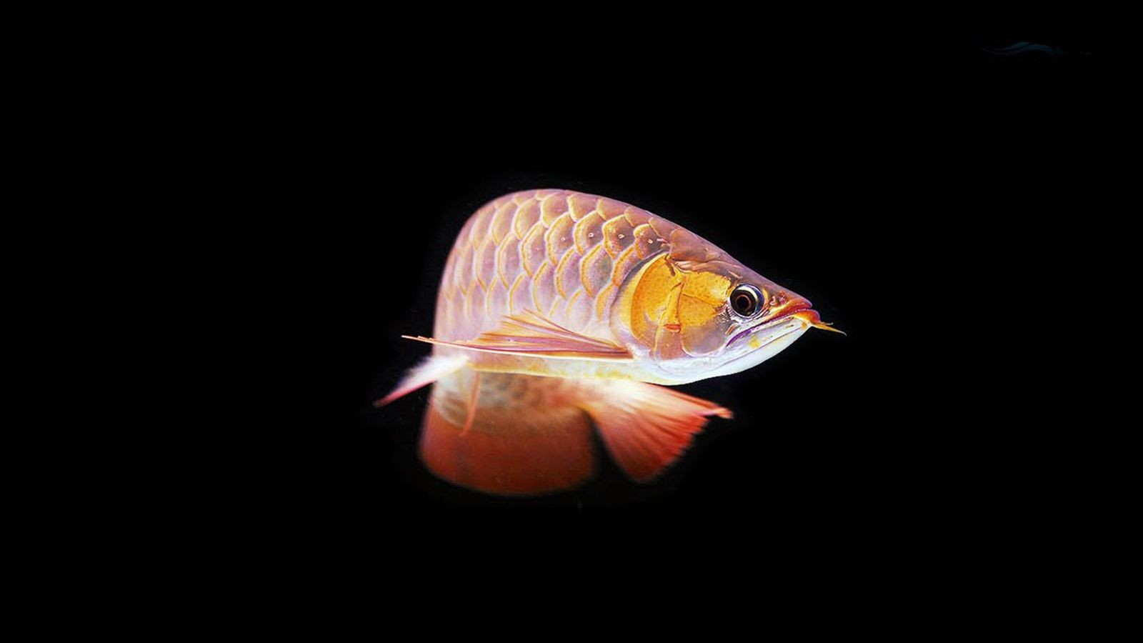 龍魚為什么不能和清道夫一起養：龍魚為什么不能和清道夫一起養，需要注意一些問題