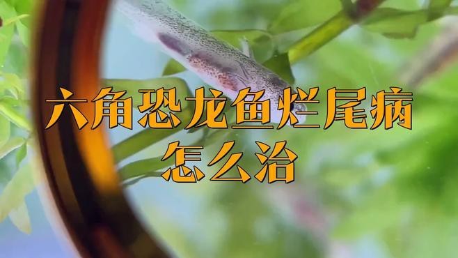六角龍魚爛爪子怎么回事