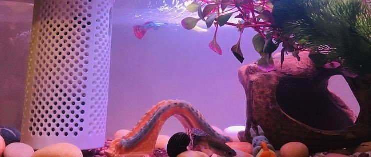 畫法幾何魚缸使用說明書：關于畫法幾何魚缸使用說明書