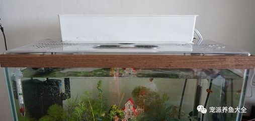 生態缸與普通魚缸的區別：底濾魚缸濾材擺放圖是根據搜索結果提供相關的擺放指導