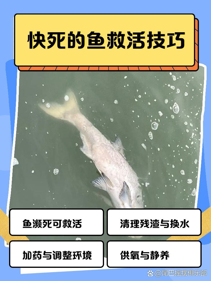 龍魚要死了搶救方法