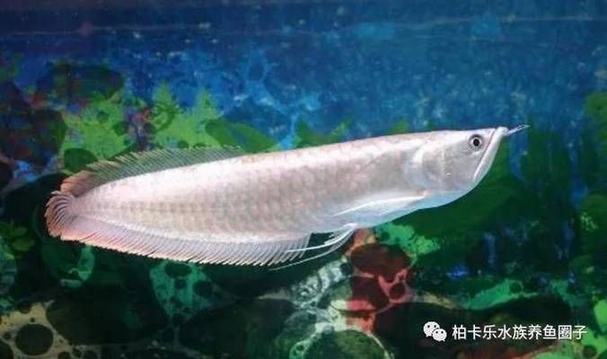 金龍魚眼突出來了還能活嗎：金龍魚眼突出來了是否能夠存活