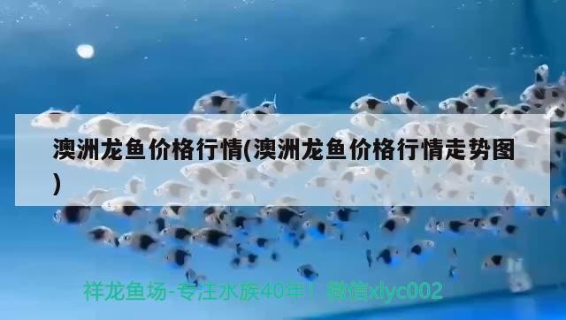 澳洲龍魚價格行情(澳洲龍魚價格行情走勢圖)