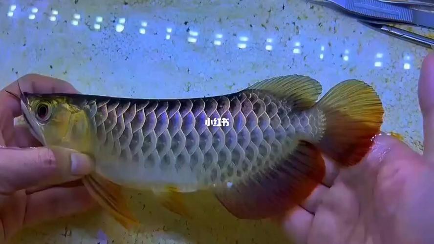 金龍幼苗圖片