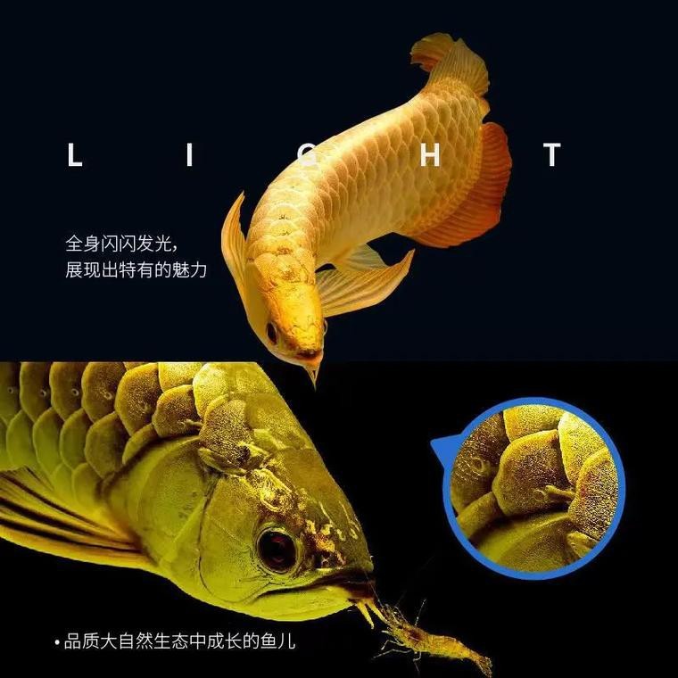 金龍幼苗圖片