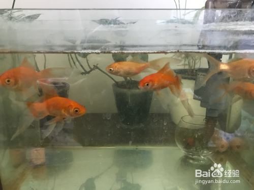 魚缸的水發綠怎么處理方法（魚缸水發綠怎么處理）