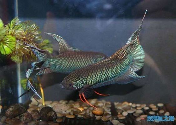 龍魚缸放橄欖葉有什么用：橄欖葉在龍魚缸中的使用被認為有多種潛在好處