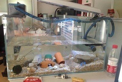 游戲魚缸：關于游戲魚缸的介紹