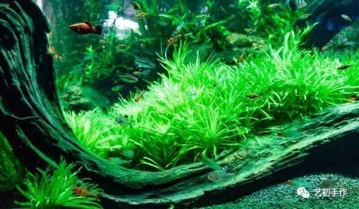 魚缸gh多少合適:不同魚類對(duì)gh值要求的差異,如何測(cè)量魚缸gh值 魚缸百科 第5張 魚缸gh多少合適:不同魚類對(duì)gh值要求的差異,如何測(cè)量魚缸gh值 魚缸gh多少合適:不同魚類對(duì)gh值要求的差異,如何測(cè)量魚缸gh值 魚缸百科 第5張