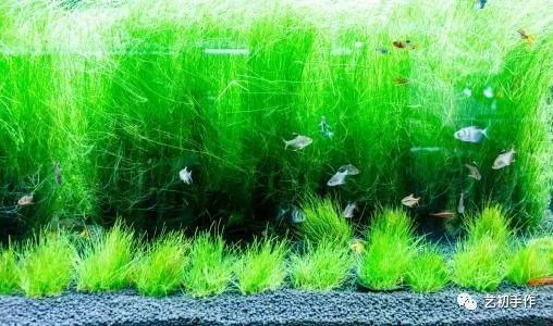 魚缸gh多少合適:不同魚類對(duì)gh值要求的差異,如何測(cè)量魚缸gh值 魚缸百科 第4張 魚缸gh多少合適:不同魚類對(duì)gh值要求的差異,如何測(cè)量魚缸gh值 魚缸gh多少合適:不同魚類對(duì)gh值要求的差異,如何測(cè)量魚缸gh值 魚缸百科 第4張
