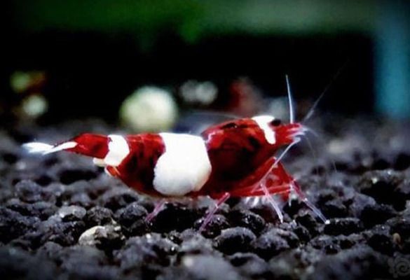 魚缸gh多少合適:不同魚類對(duì)gh值要求的差異,如何測(cè)量魚缸gh值 魚缸百科 第3張 魚缸gh多少合適:不同魚類對(duì)gh值要求的差異,如何測(cè)量魚缸gh值 魚缸gh多少合適:不同魚類對(duì)gh值要求的差異,如何測(cè)量魚缸gh值 魚缸百科 第3張