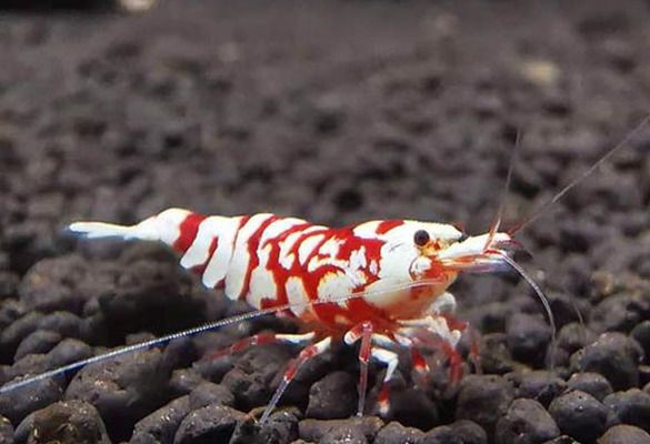 魚缸gh多少合適:不同魚類對(duì)gh值要求的差異,如何測(cè)量魚缸gh值 魚缸百科 第1張 魚缸gh多少合適:不同魚類對(duì)gh值要求的差異,如何測(cè)量魚缸gh值 魚缸gh多少合適:不同魚類對(duì)gh值要求的差異,如何測(cè)量魚缸gh值 魚缸百科 第1張