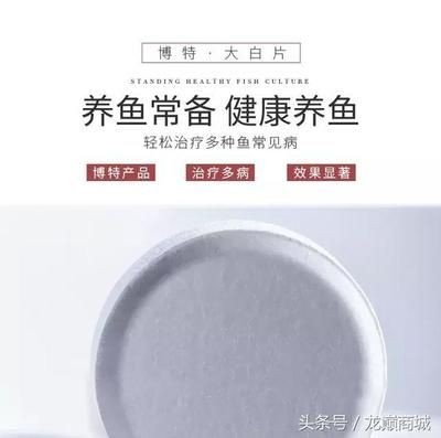 大白片的用法和用量龍魚：大白片用法和用量 大白片的用法和用量龍魚：大白片用法和用量 龍魚百科 第2張