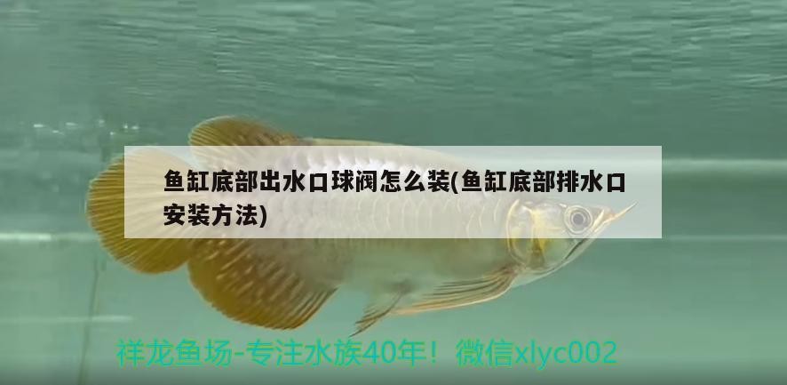 魚缸底部出水口球閥怎么裝(魚缸底部排水口安裝方法) 魚缸底部出水口球閥怎么裝(魚缸底部排水口安裝方法) 魚缸百科