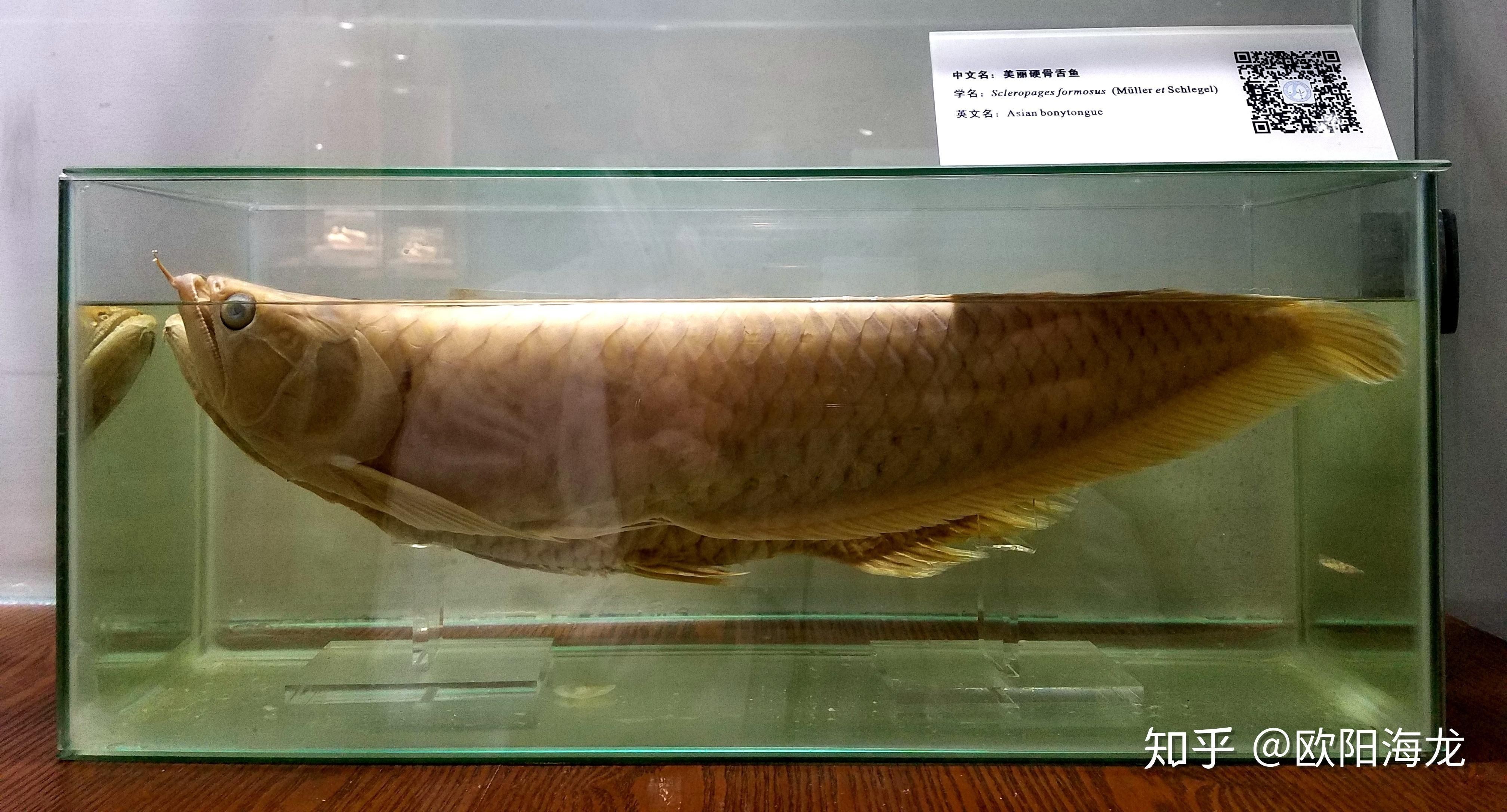 金龍魚是骨舌魚嗎:金龍魚是一種具體的魚類品種,隸屬于骨舌魚目、骨舌魚科、硬仆骨舌魚屬 龍魚百科 第2張 金龍魚是骨舌魚嗎:金龍魚是一種具體的魚類品種,隸屬于骨舌魚目、骨舌魚科、硬仆骨舌魚屬 金龍魚是骨舌魚嗎:金龍魚是一種具體的魚類品種,隸屬于骨舌魚目、骨舌魚科、硬仆骨舌魚屬 龍魚百科 第2張