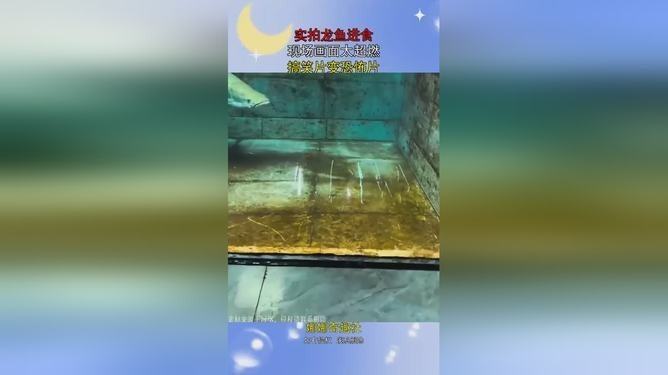 龍魚吃食視頻大全集播放 龍魚吃食視頻大全集播放 龍魚百科