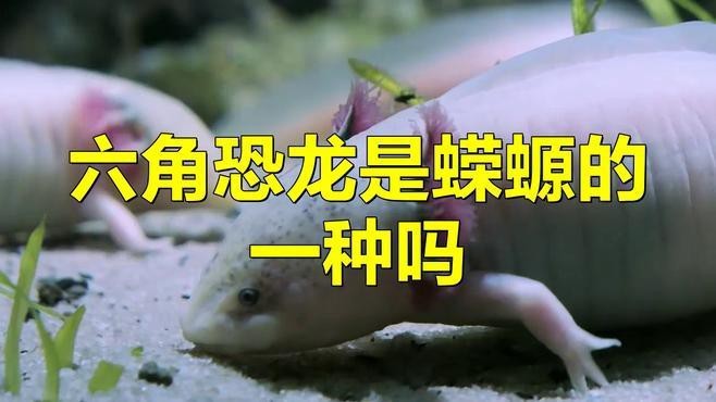六角恐龍魚(yú)是什么