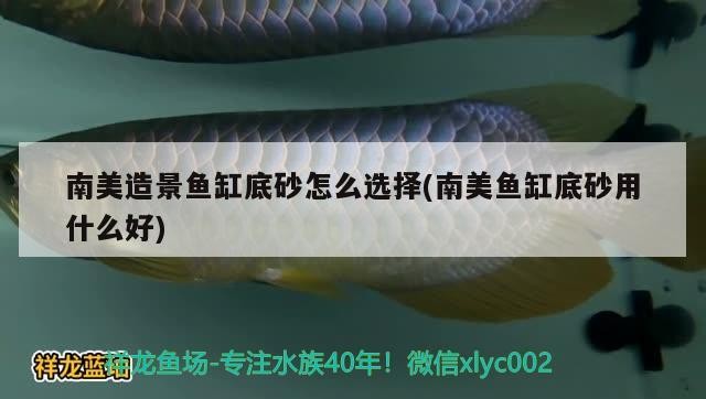 北京慶榮中翼水族店