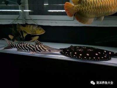 魟魚好養還是龍魚好養【ai搜索智腦搜索魟魚與龍魚的養殖方法魟魚與龍魚的養殖方法】