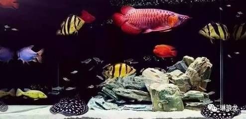 魟魚好養還是龍魚好養【ai搜索智腦搜索魟魚與龍魚的養殖方法魟魚與龍魚的養殖方法】
