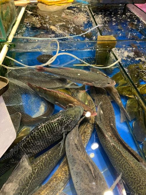 天津龍魚價格最新行情走勢圖片 龍魚百科 第7張 天津龍魚價格最新行情走勢圖片 天津龍魚價格最新行情走勢圖片 龍魚百科 第7張