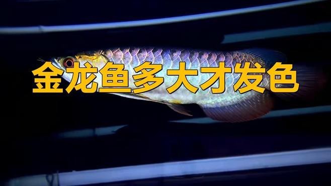 天津龍魚價格最新行情走勢圖片 天津龍魚價格最新行情走勢圖片 龍魚百科 第26張