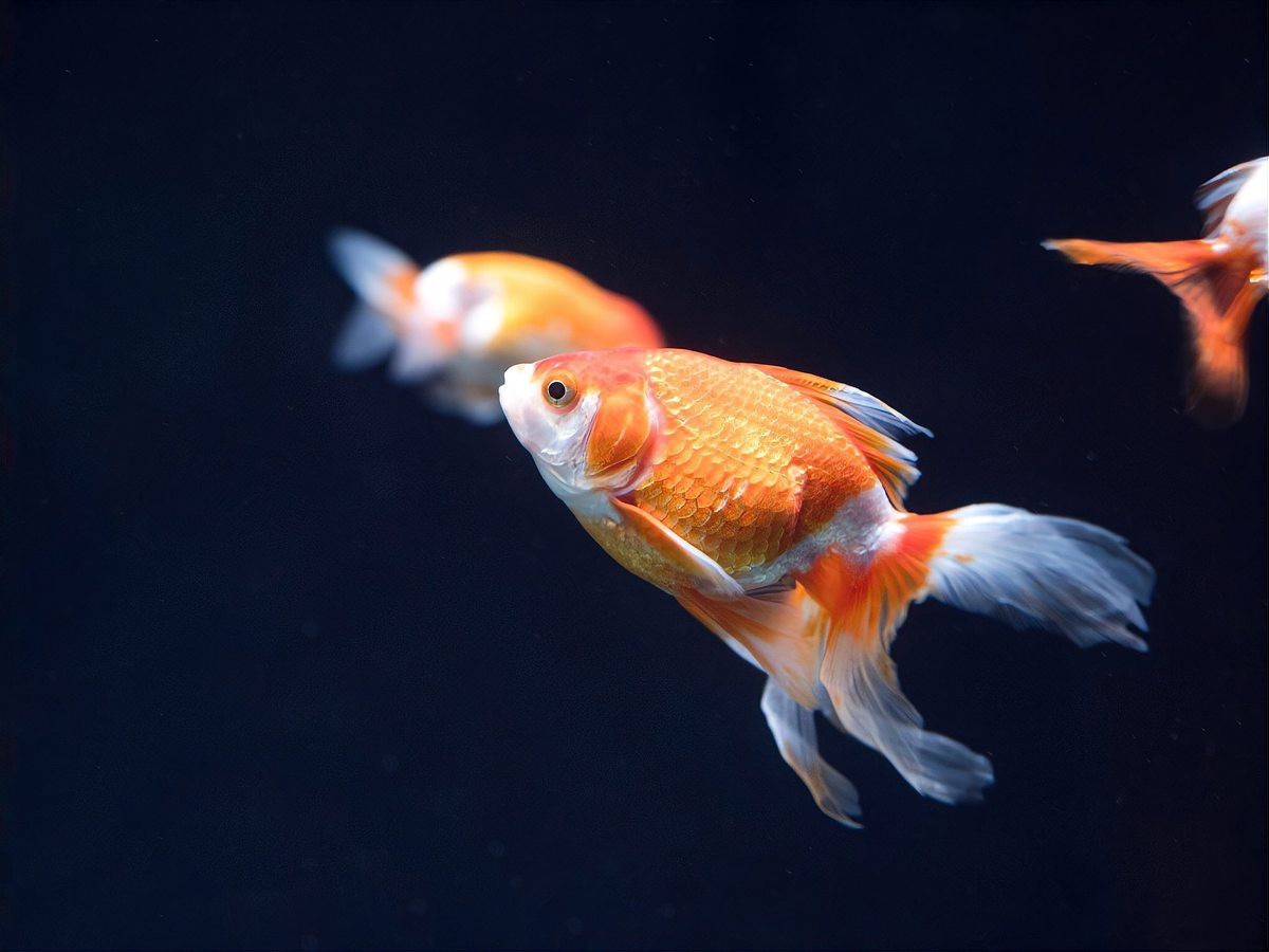 金魚突然趴缸底怎么回事
