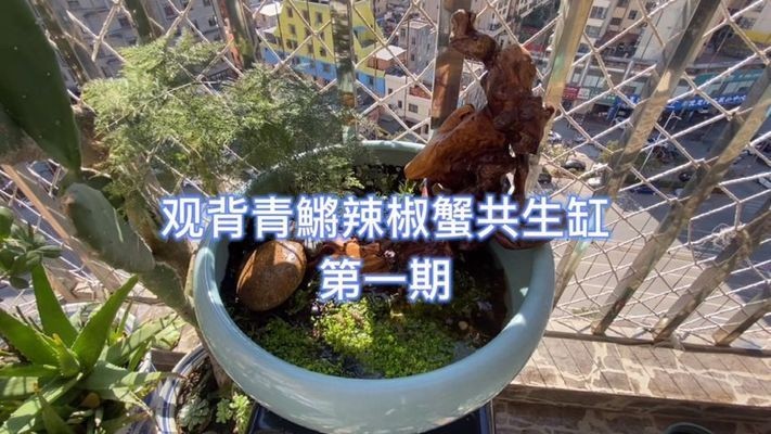 共生魚缸：新型魚缸造景設計