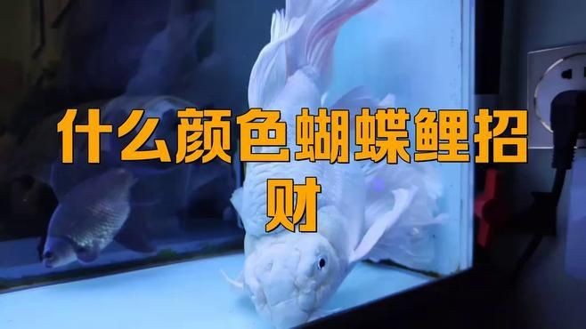 有哪些藥物可以治療龍魚鱗片疾病，治療龍魚鱗片疾病的有效藥物和治療方法有哪些 有哪些藥物可以治療龍魚鱗片疾病，治療龍魚鱗片疾病的有效藥物和治療方法有哪些 龍魚百科 第1張