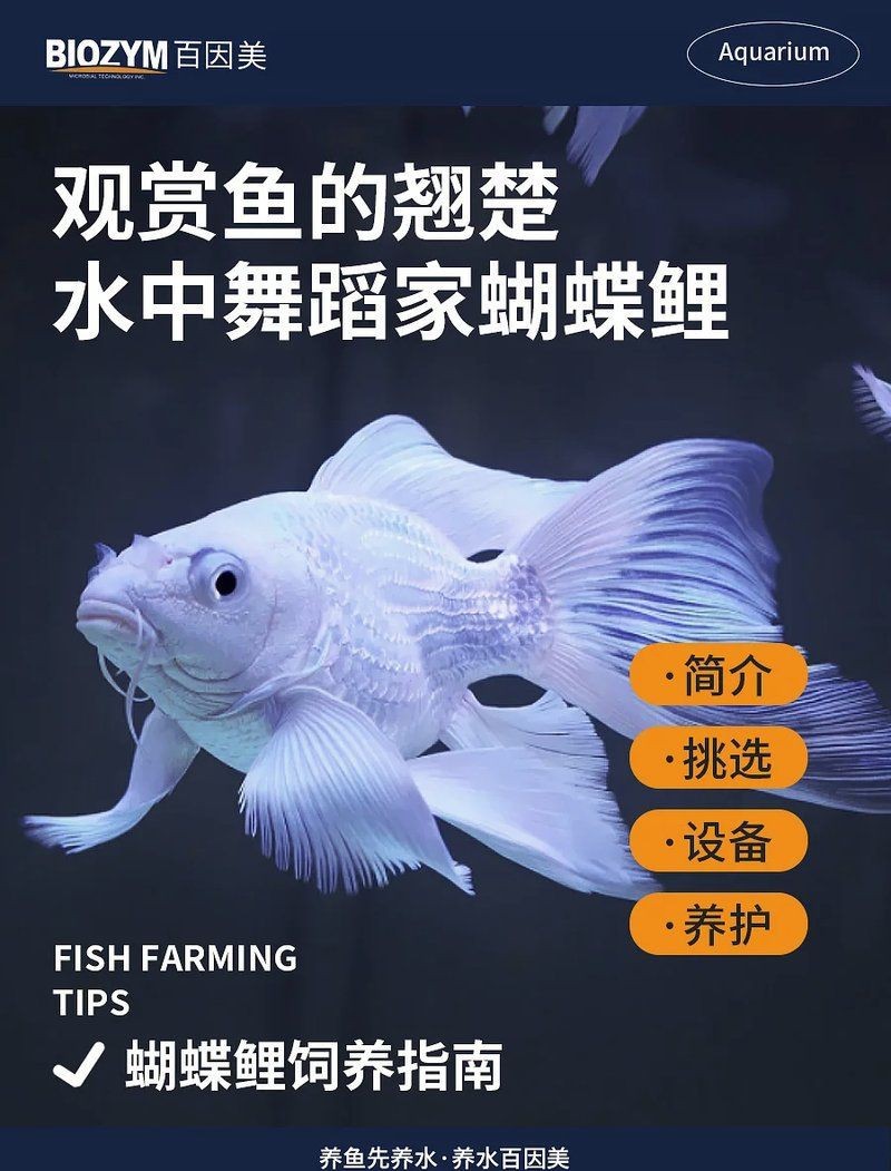 蝴蝶鯉最建議買的顏色
