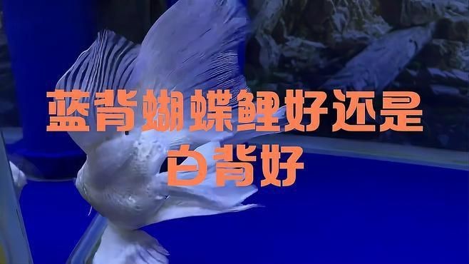 蝴蝶鯉最建議買的顏色