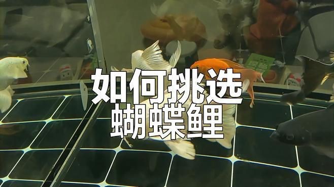 蝴蝶鯉最建議買的顏色