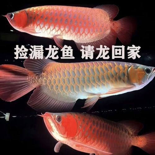 血紅金龍魚多少錢一只啊