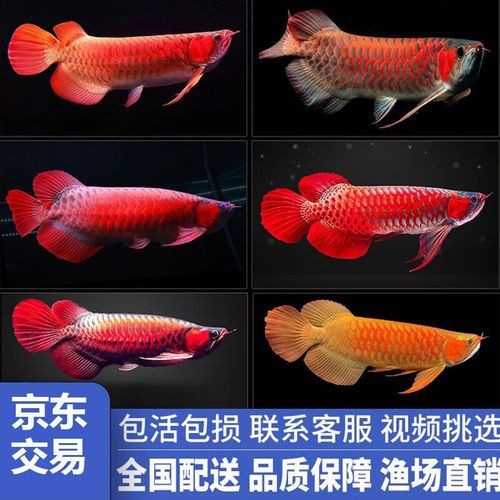 血紅金龍魚多少錢一只啊