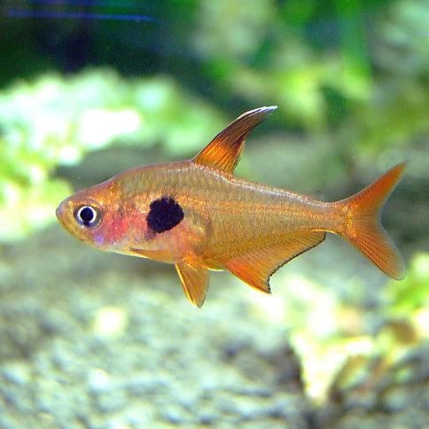 紅衣夢幻旗燈魚兇嗎