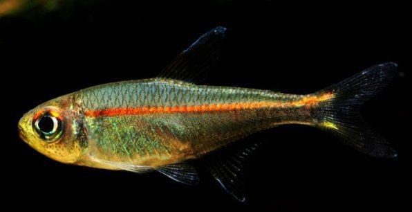紅衣夢幻旗燈魚兇嗎