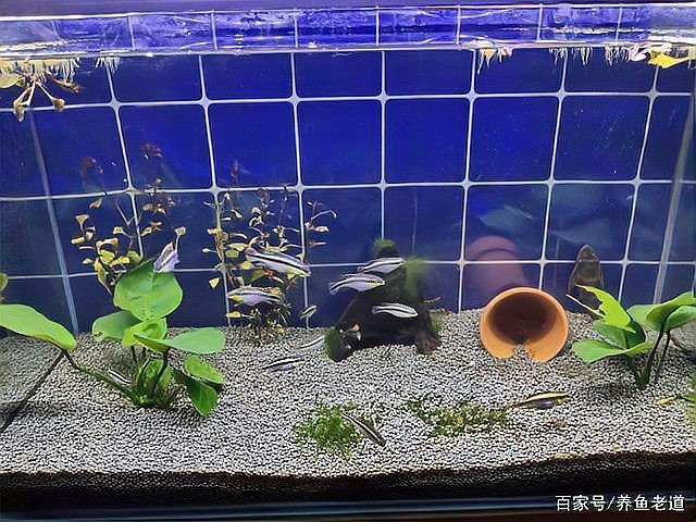 帝王虎斑最忌諱三個魚 帝王虎斑最忌諱三個魚 龍魚論壇 第2張