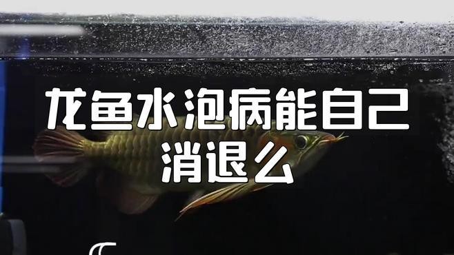 龍魚水泡病最佳治療方法是什么？ 龍魚水泡病最佳治療方法是什么？ 龍魚論壇 第2張