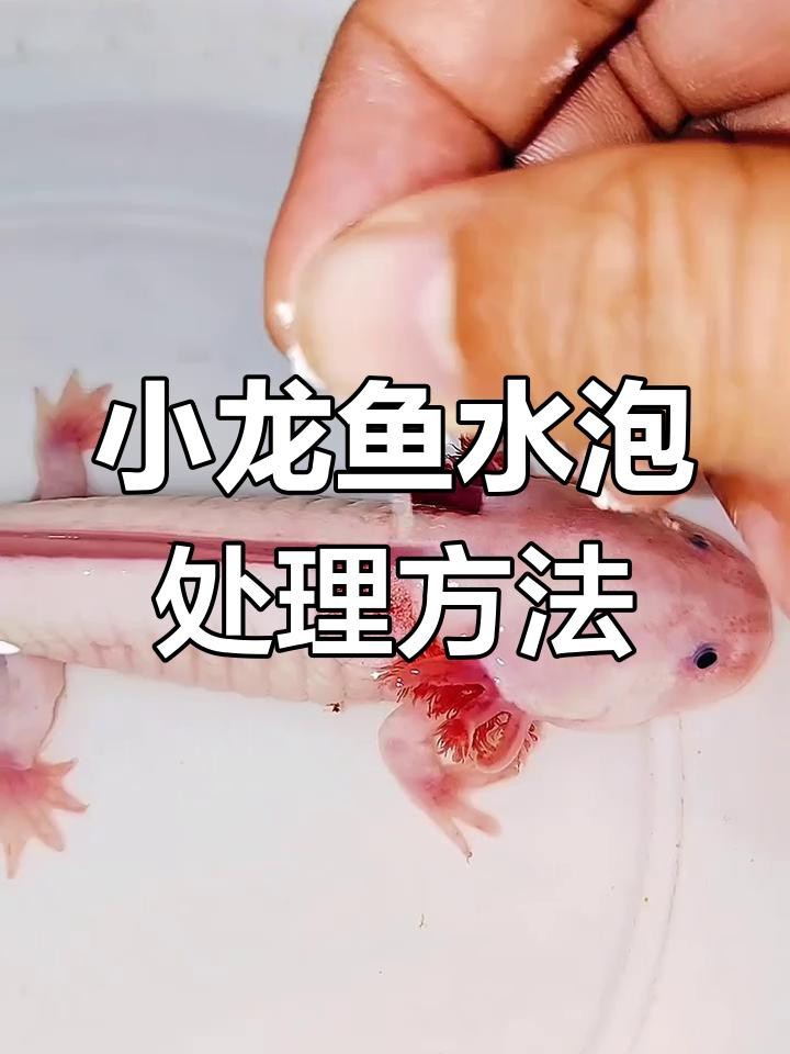 龍魚水泡病最佳治療方法是什么？ 龍魚水泡病最佳治療方法是什么？ 龍魚論壇 第4張