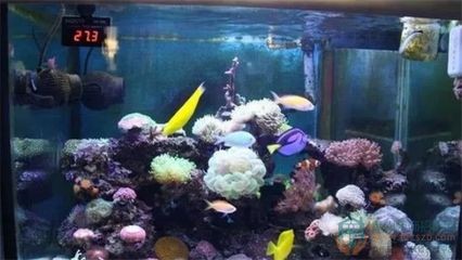 全黑缸養龍魚好不好：全黑缸養龍魚不一定不好，但它并不是決定龍魚健康和美觀的唯一因素