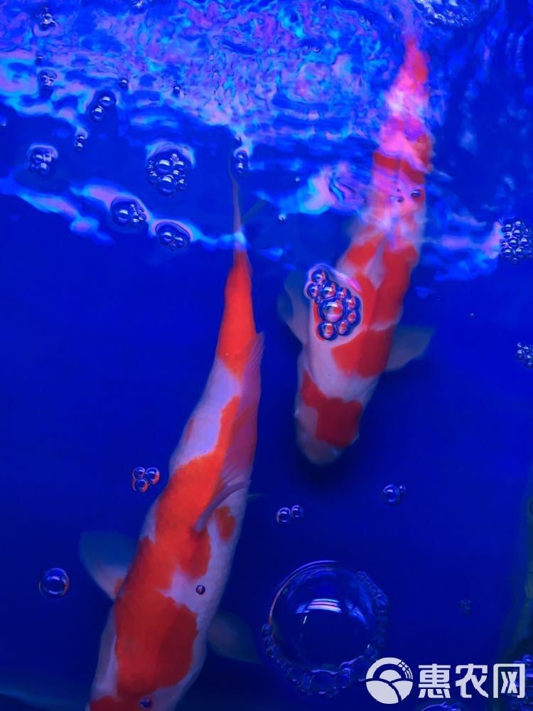 紅白錦鯉價格