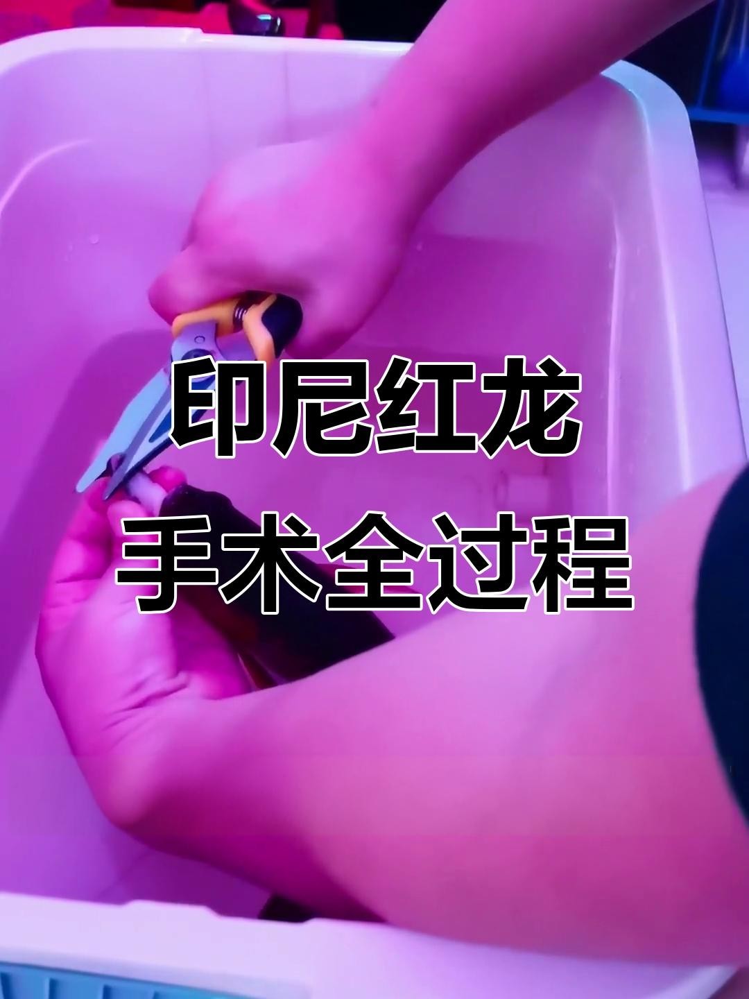 龍魚潰爛手術具體步驟 龍魚潰爛手術具體步驟 龍魚百科 第1張