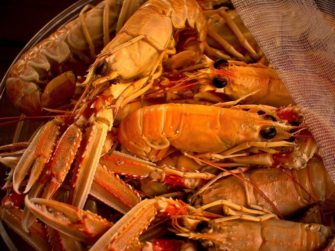 檸檬鯽幼魚(yú)怎么喂養(yǎng) 檸檬鯽幼魚(yú)怎么喂養(yǎng) 龍魚(yú)論壇 第2張