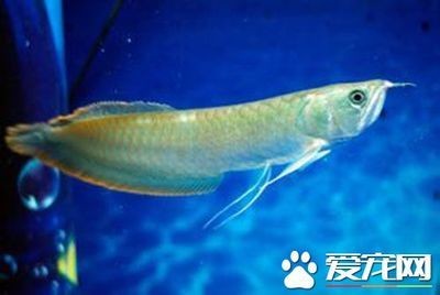 銀龍魚催財效果如何體現(xiàn)：銀龍魚與家居風(fēng)水關(guān)系